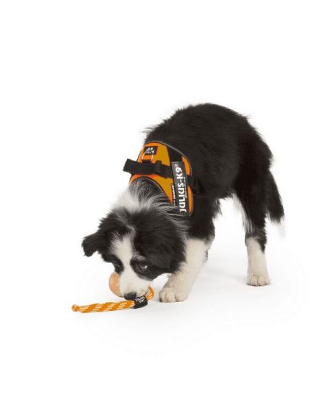 julius k9 idc laranja cao