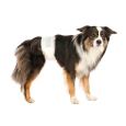 Fraldas Descartáveis para Cão 12und cão