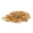 Larvas da farinha (1)