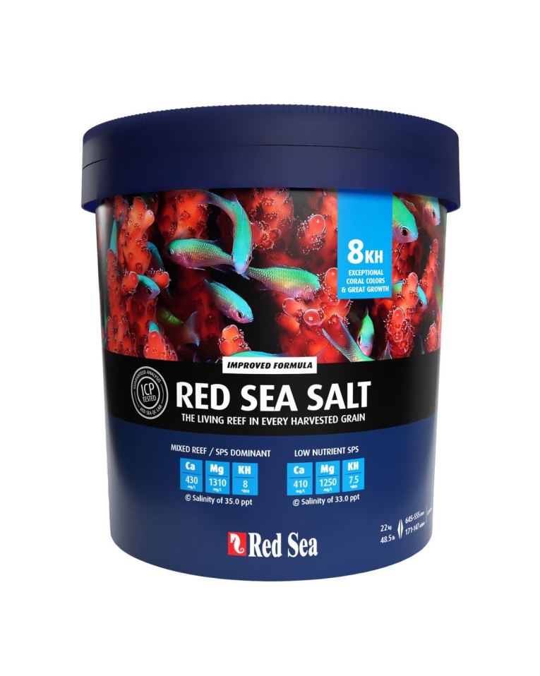Salt Coral Reef Mar Vermelho Red Sea